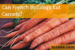 french bulldogs carrots