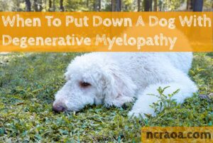 Put Down a Dog with Degenerative Myelopathy