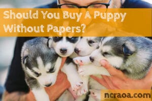 buy puppy no papers