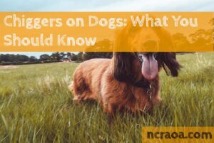chiggers on dogs