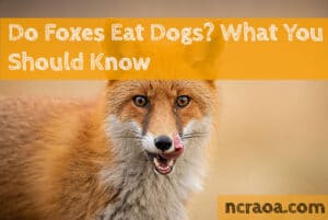 do foxes eat dogs