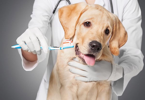 dog getting teeth brushed