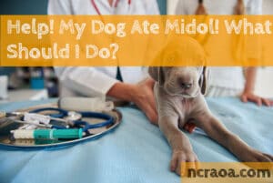 dog ate midol