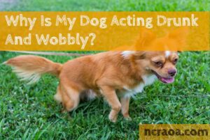 dog drunk and wobbly