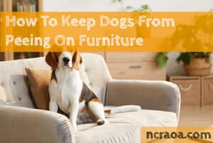 dog peeing furniture