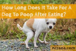 dog poop after eating