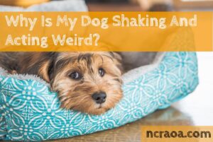 dog shaking and acting weird