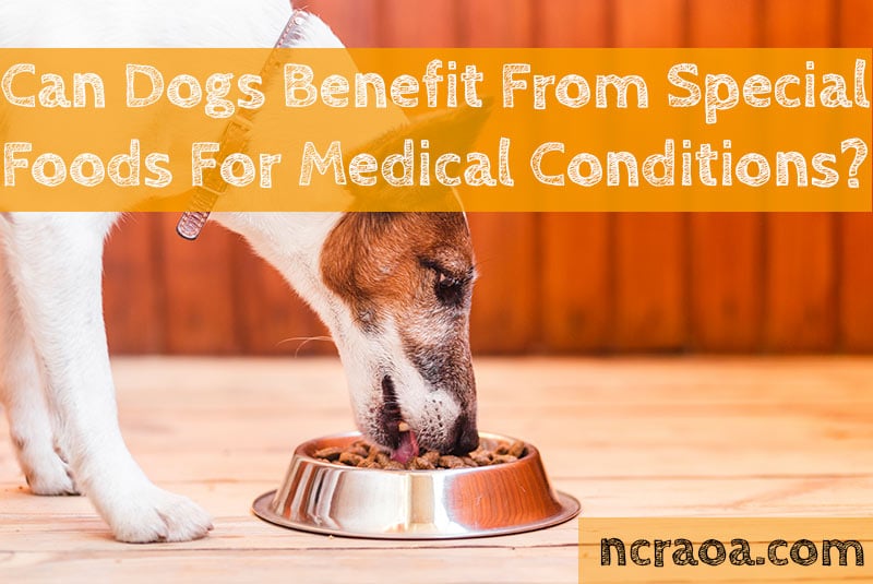 can-dogs-benefit-from-special-foods-for-medical-conditions-national