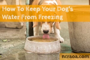 dog water freezing