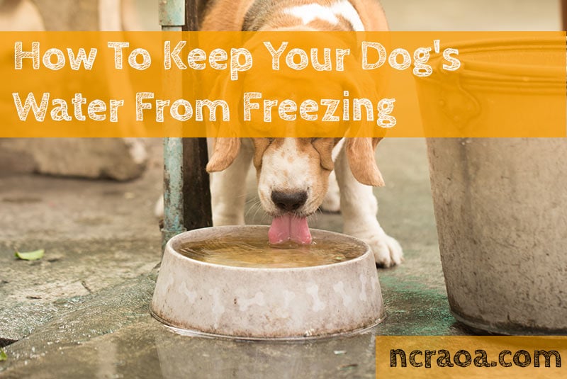 How To Keep Your Dog's Water From Freezing | National Canine Research Association Of America