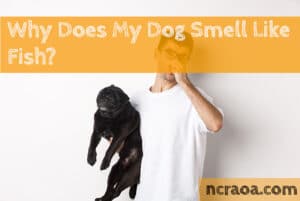 dog smells like fish