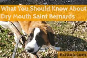 dry mouth st bernard breed info