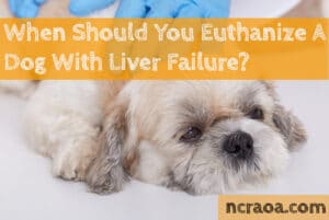 euthanize dog with liver failure