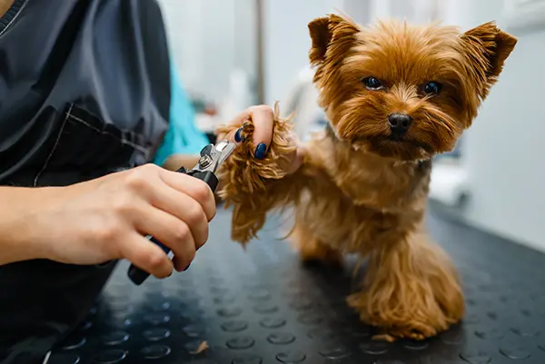 groomer-with-clippers-cuts-claws-cute-dog