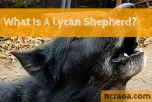 lycan shepherd