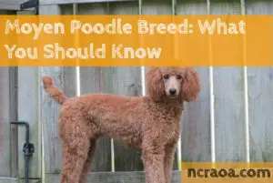 moyen poodle