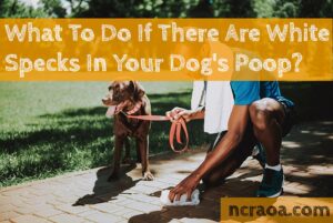 white specks dog poop
