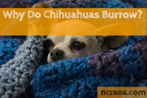 Why Do Chihuahuas Burrow