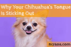 Why Your Chihuahua Tongue Is Sticking Out