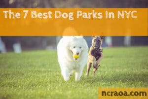 best nyc dog parks