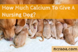 calcium nursing dog