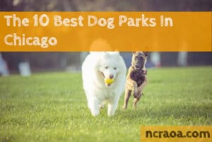 chicago dog parks