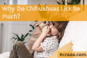 chihuahua lick so much