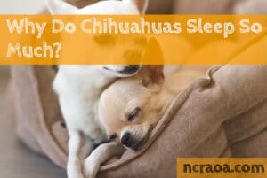 chihuahuas sleep so much