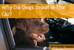 dog drooling in car