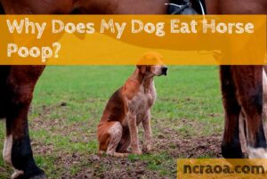 dog eat horse poop