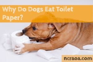 dog eat toilet paper