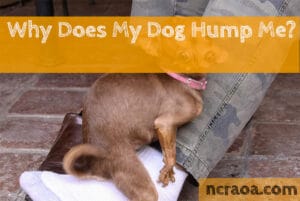 dog humping me