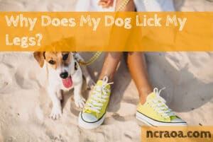 dog lick legs
