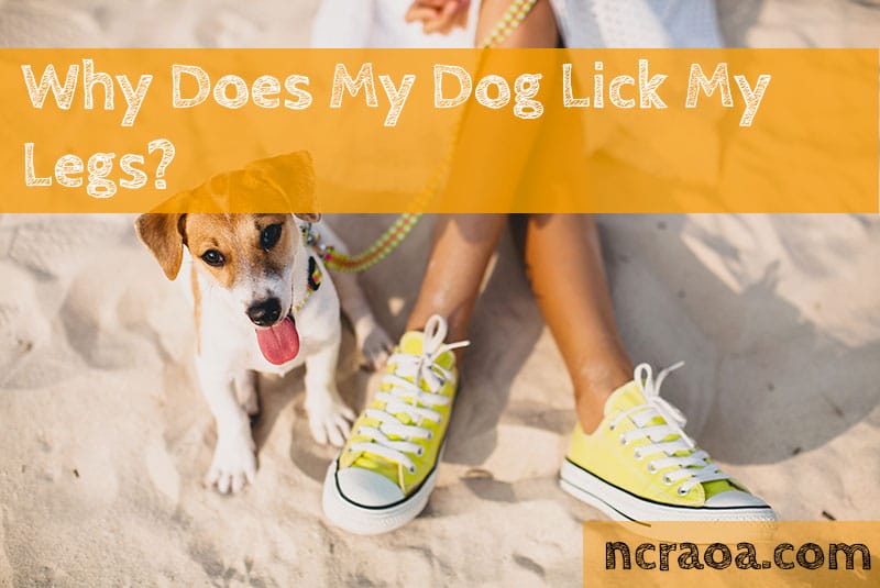 why-does-my-dog-lick-my-legs-national-canine-research-association-of