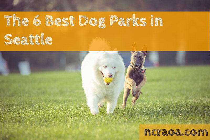 The 6 Best Dog Parks In Seattle [2021 Update] | NCRAOA