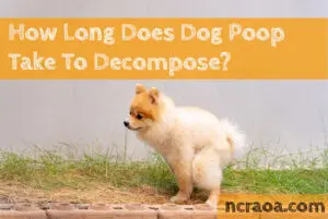 dog poop decompose timeline