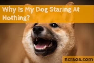 dog starting nothing