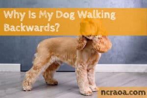 dog walking backwards