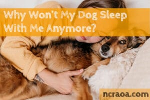 dog won't sleep with