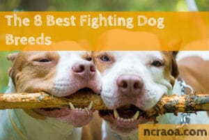 fighting dog breeds