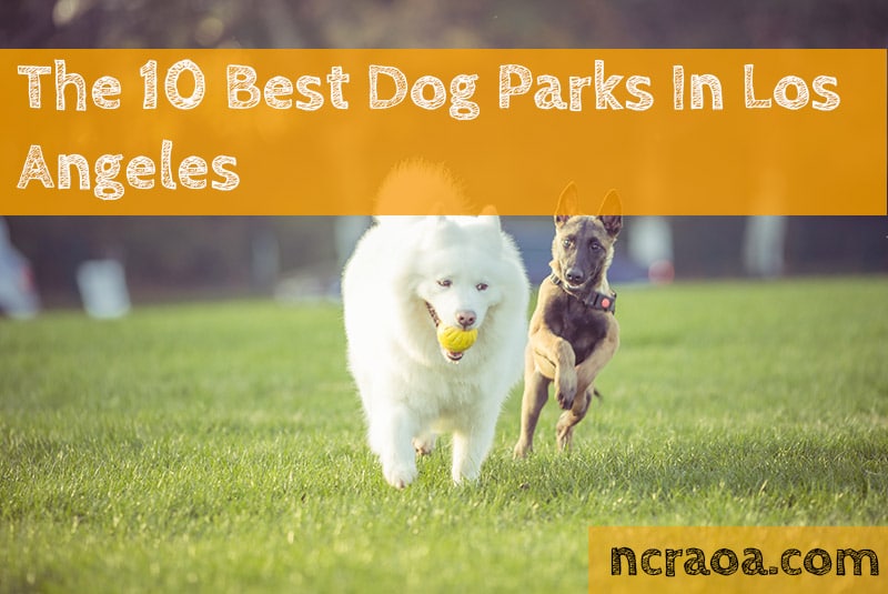 The 10 Best Dog Parks In Los Angeles [2021 Update] 