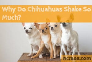 why chihuahuas shake