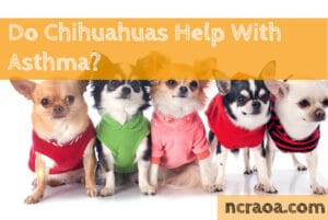 Chihuahuas Help With Asthma