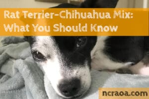 Rat Terrier-Chihuahua Mix