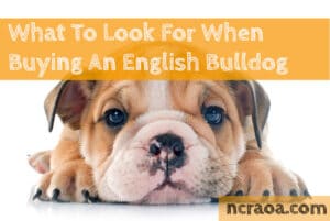 buying an english bulldog puppy