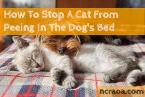 cat peeing in dogs bed