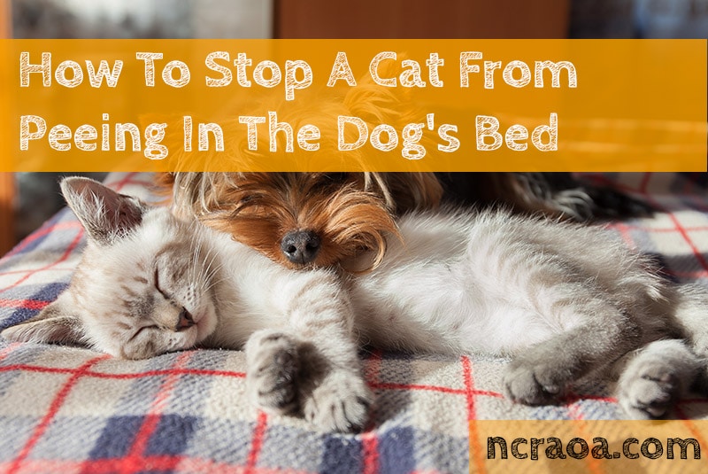 How To Stop A Cat From Peeing In The Dog's Bed National Canine