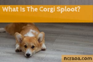 corgi sploot