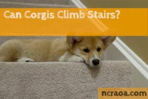 corgi stairs