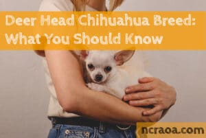 deer head chihuahua